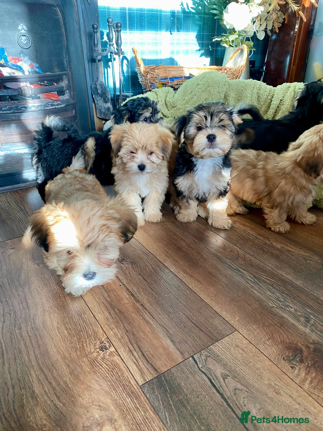 Morkie dogs for sale: Morkie puppies  - Advert 15