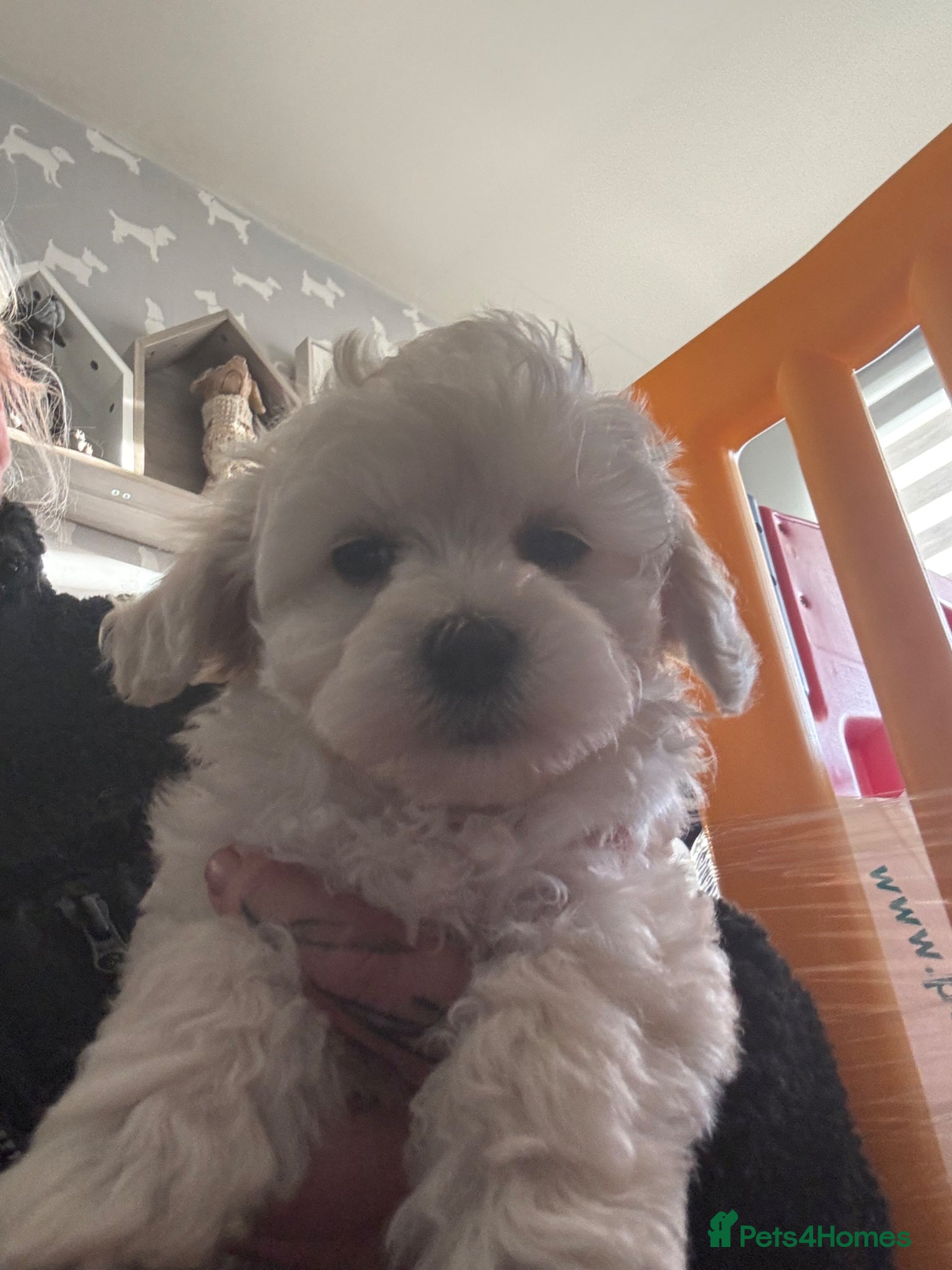 Maltipoo dogs Teddy bear maltipoo puppies  - Advert 1