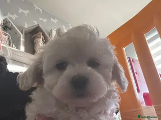 Maltipoo dogs Teddy bear maltipoo puppies - Advert 1