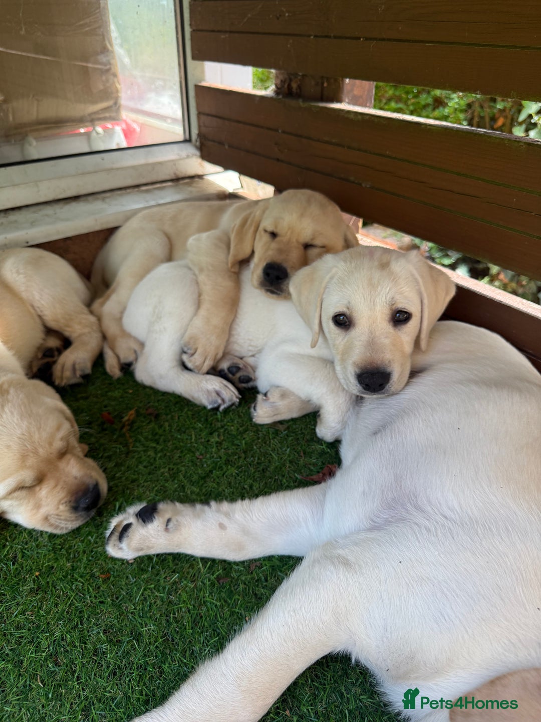 Labrador Retriever dogs for sale: 9 KC Registered White/Yellow Labrador puppies in Prestatyn - Image 5