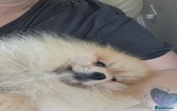 Pomeranian dogs for stud: Beautiful Cream Sable Stud - Teddy Face - Image 7