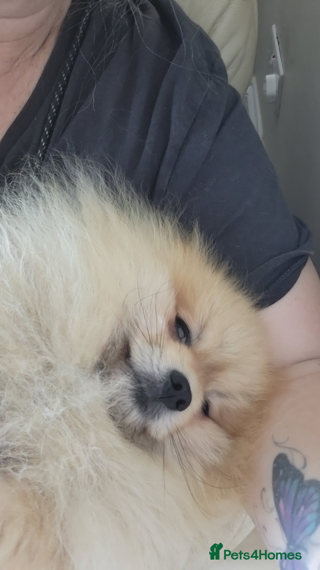 Pomeranian dogs for stud: Beautiful Cream Sable Stud - Teddy Face - Image 7