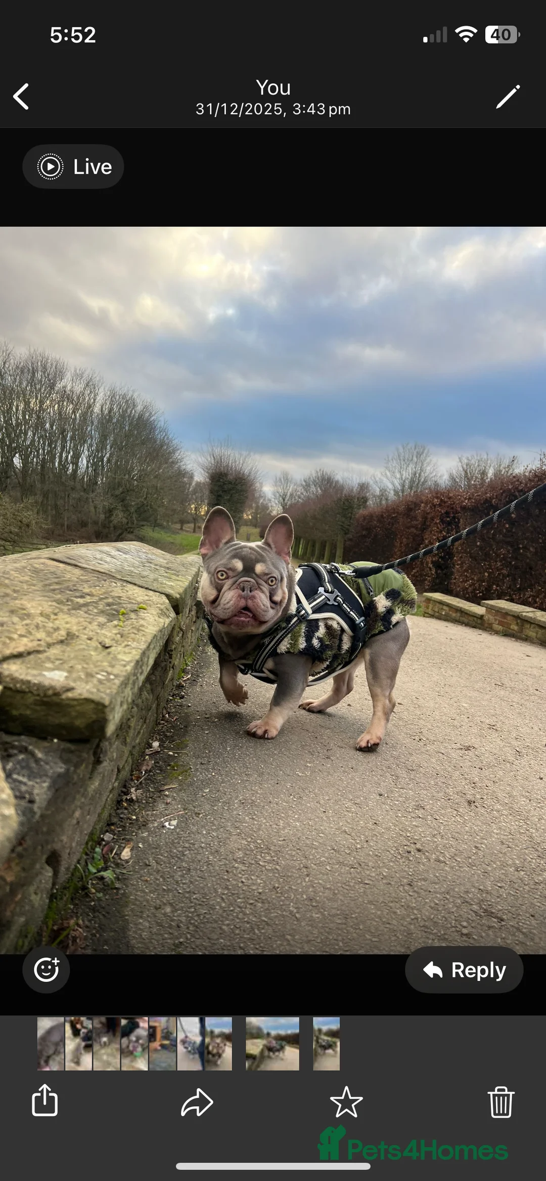 French Bulldog dogs for stud: French Bulldog for stud - Advert 2