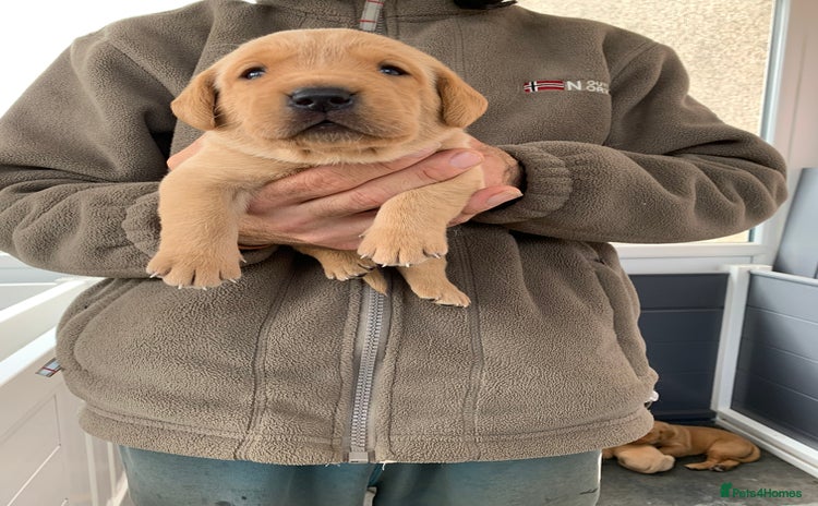 Labrador Retriever dogs - Advert 4