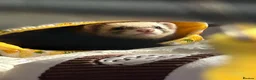 Ferret rodents for sale: Poppy and Star - Advert 3