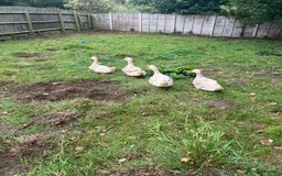 Cockatiels birds for sale: Ducks For Sell  - Image 3