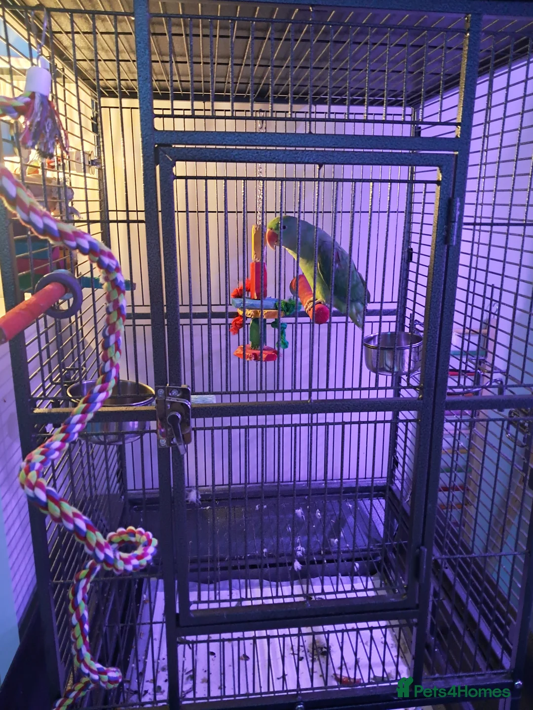 Parakeets birds for sale: Friendly Alexandrine Parrot  in Manchester - Advert 5