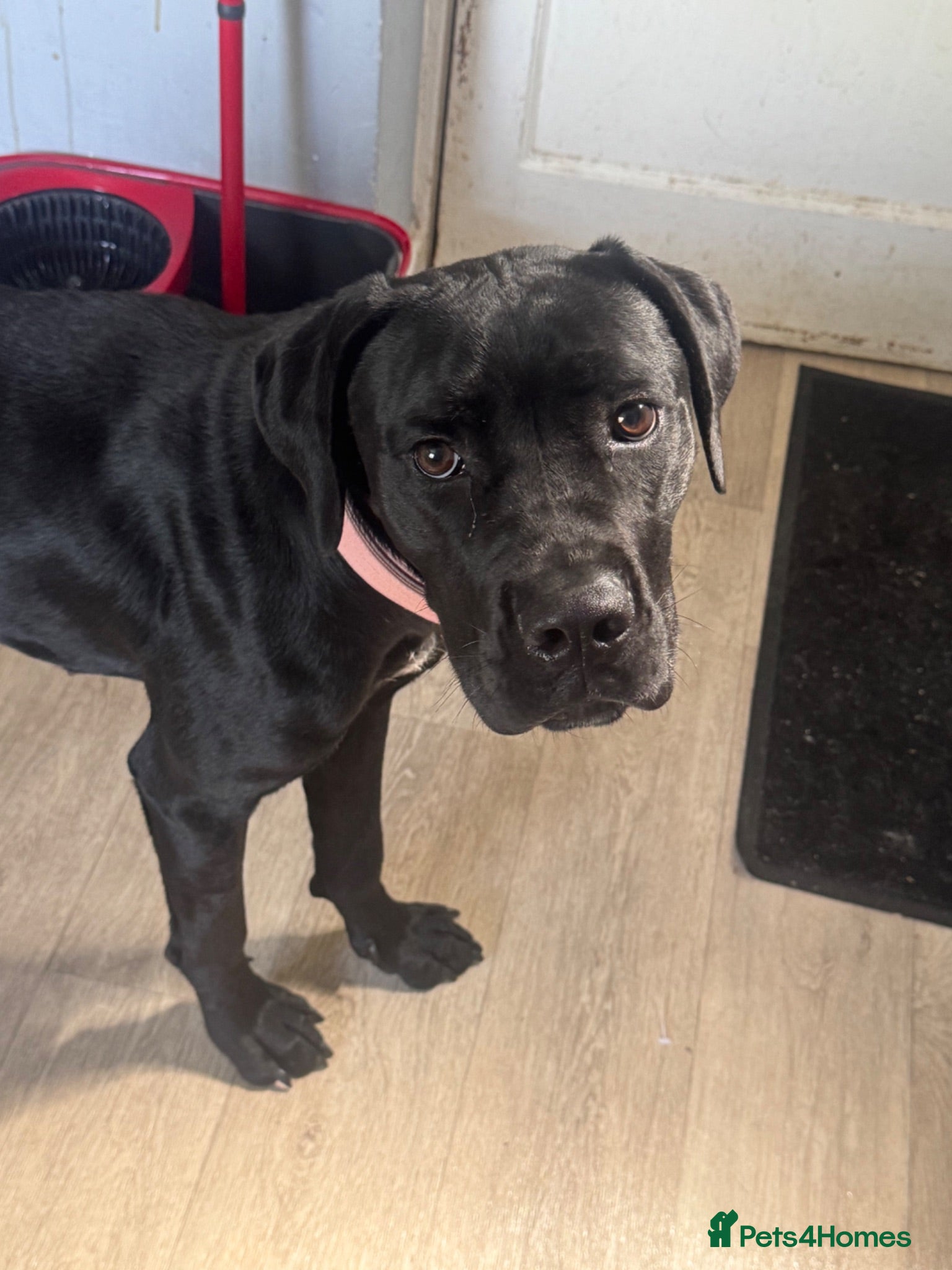 Cane Corso dogs 1 year old cane corse girl❤️ - Advert 3