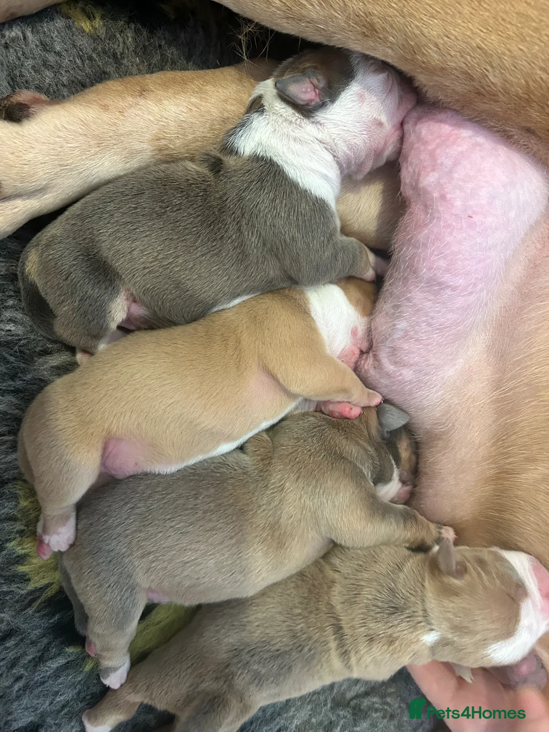 Olde English Bulldogge dogs for sale: Beautiful olde English bulldogs  in Ashton-under-Lyne - Advert 2