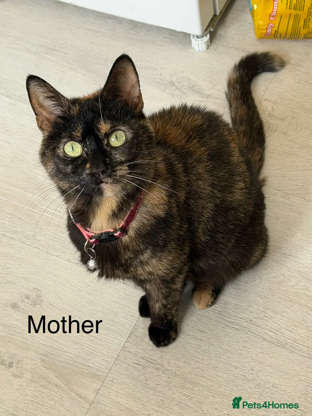 Mixed Breed cats for sale: 3 beautiful kittens looking for a loved homes - Advert 2