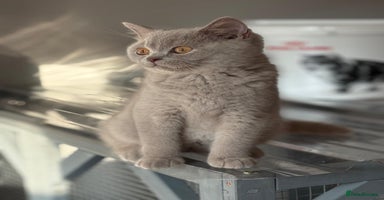British Shorthair cats - Advert 14