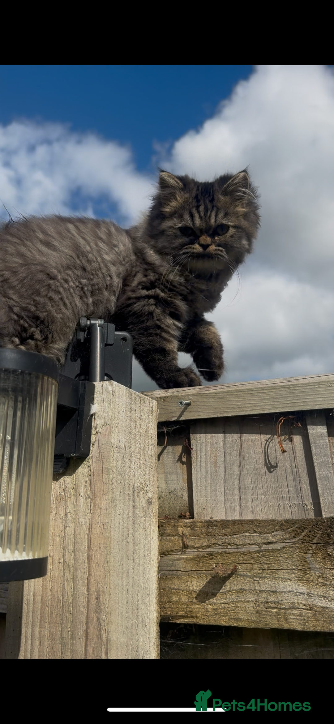 Persian cats for stud: Persian boy for stud duties  - Advert 4