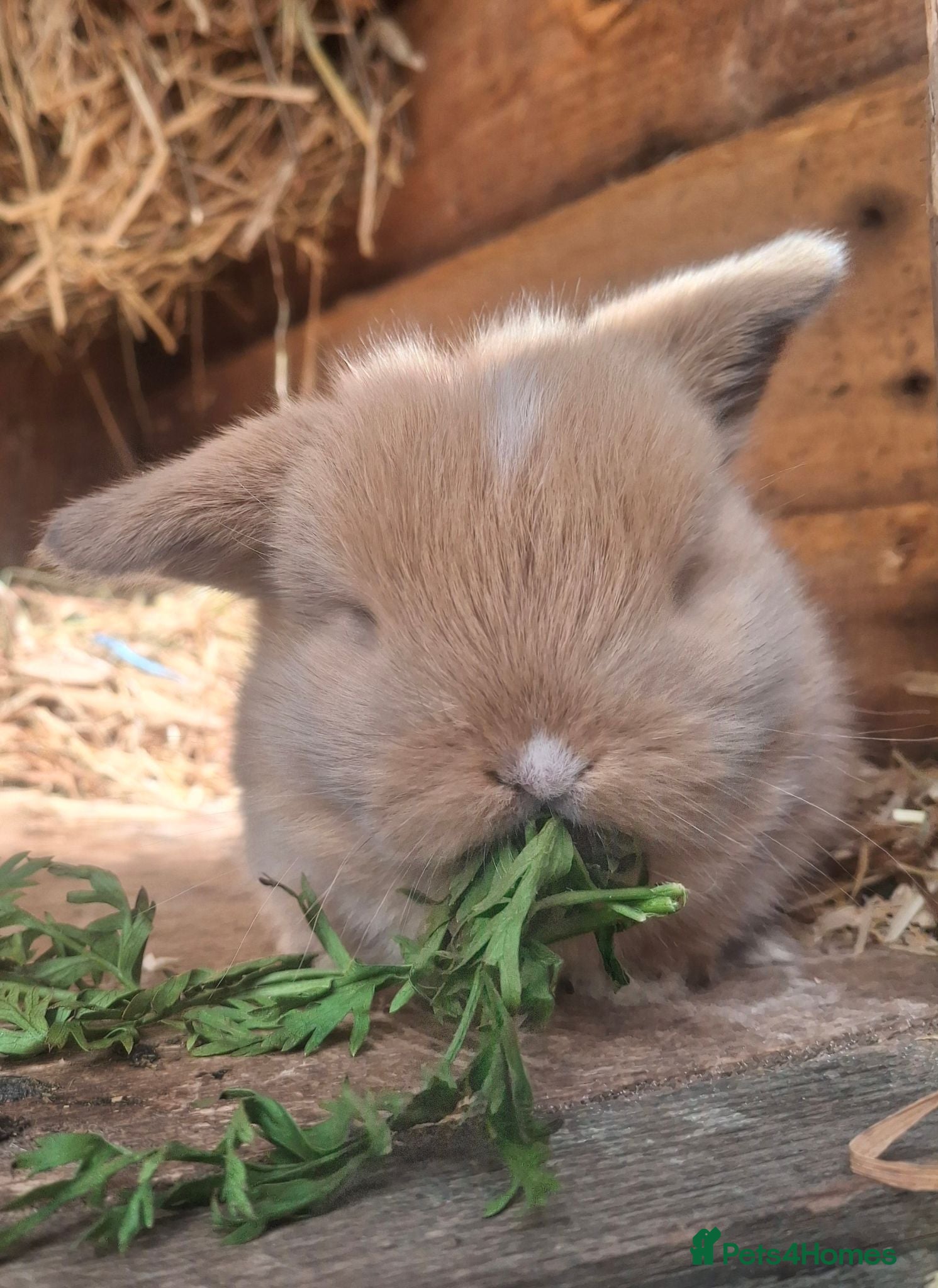 Mini Lop rabbits Mini loppy babies  - Advert 2