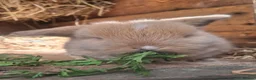 Mini Lop rabbits for sale: Mini loppy babies  - Advert 1