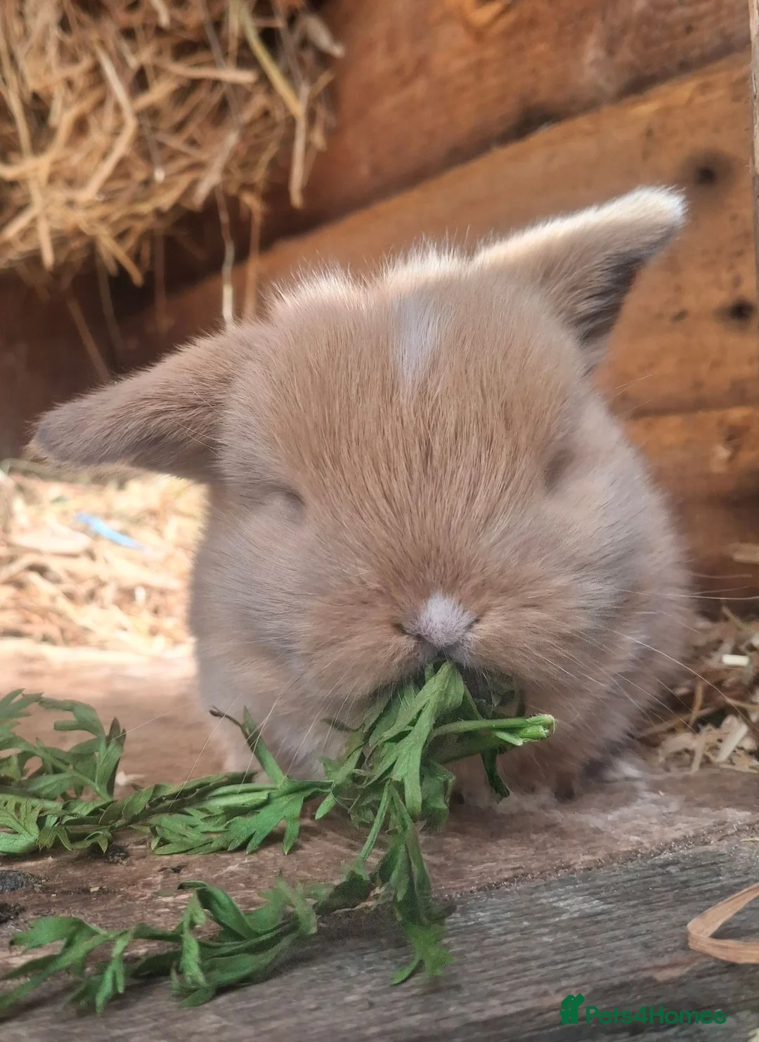 Mini Lop rabbits for sale: Mini loppy babies  - Advert 1
