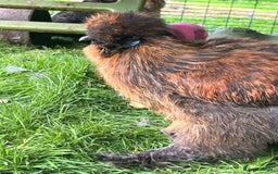 Chickens poultry for sale: Two beautiful silky males - Image 3