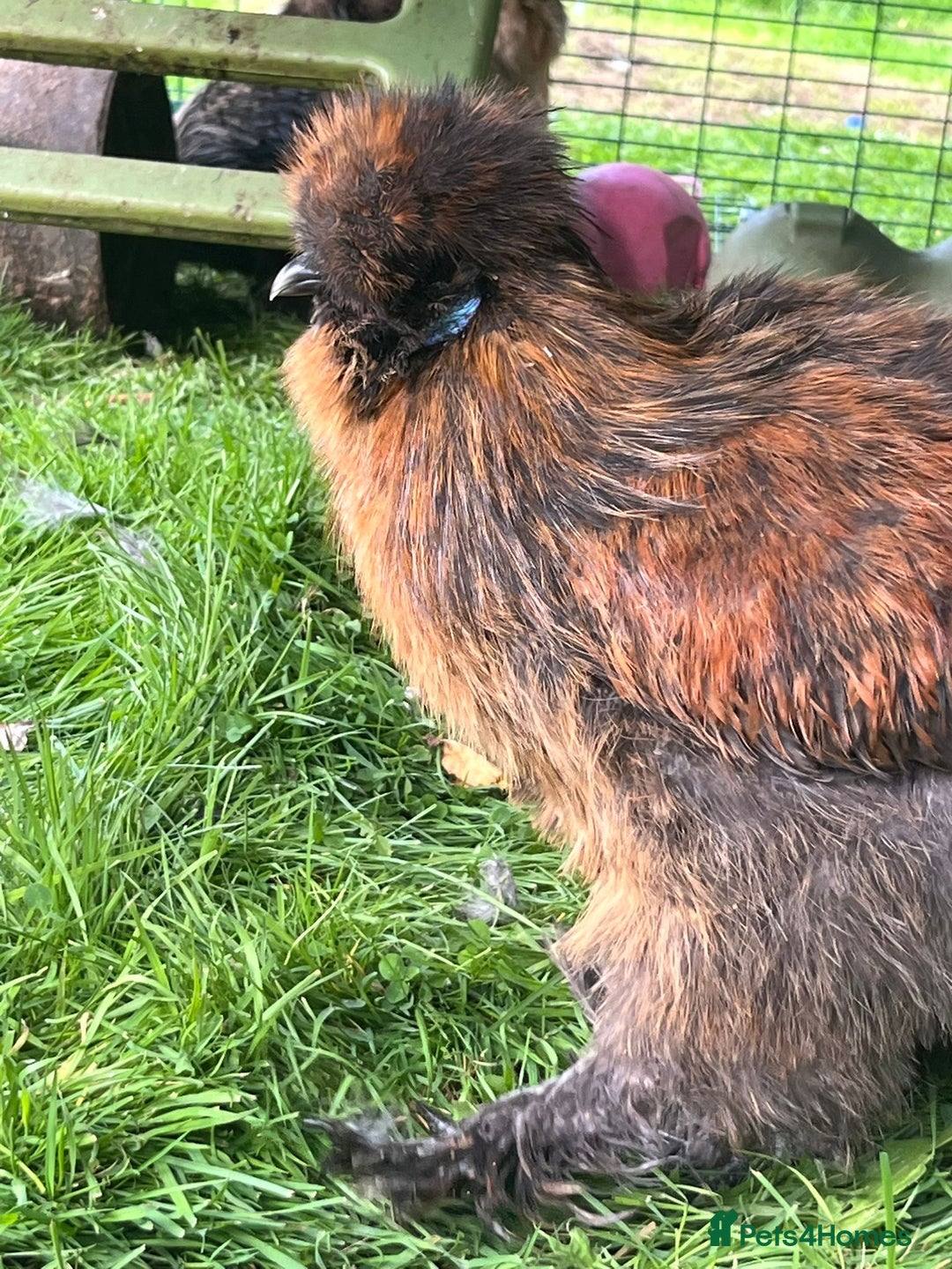 Chickens poultry for sale: Two beautiful silky males - Image 3