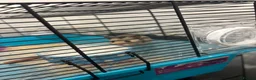 Hamster rodents for sale: Male Syrian hamster  in Epsom - Advert 1