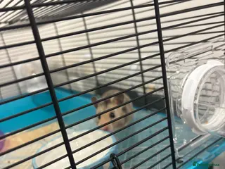 Hamster rodents Male Syrian hamster - Advert 1