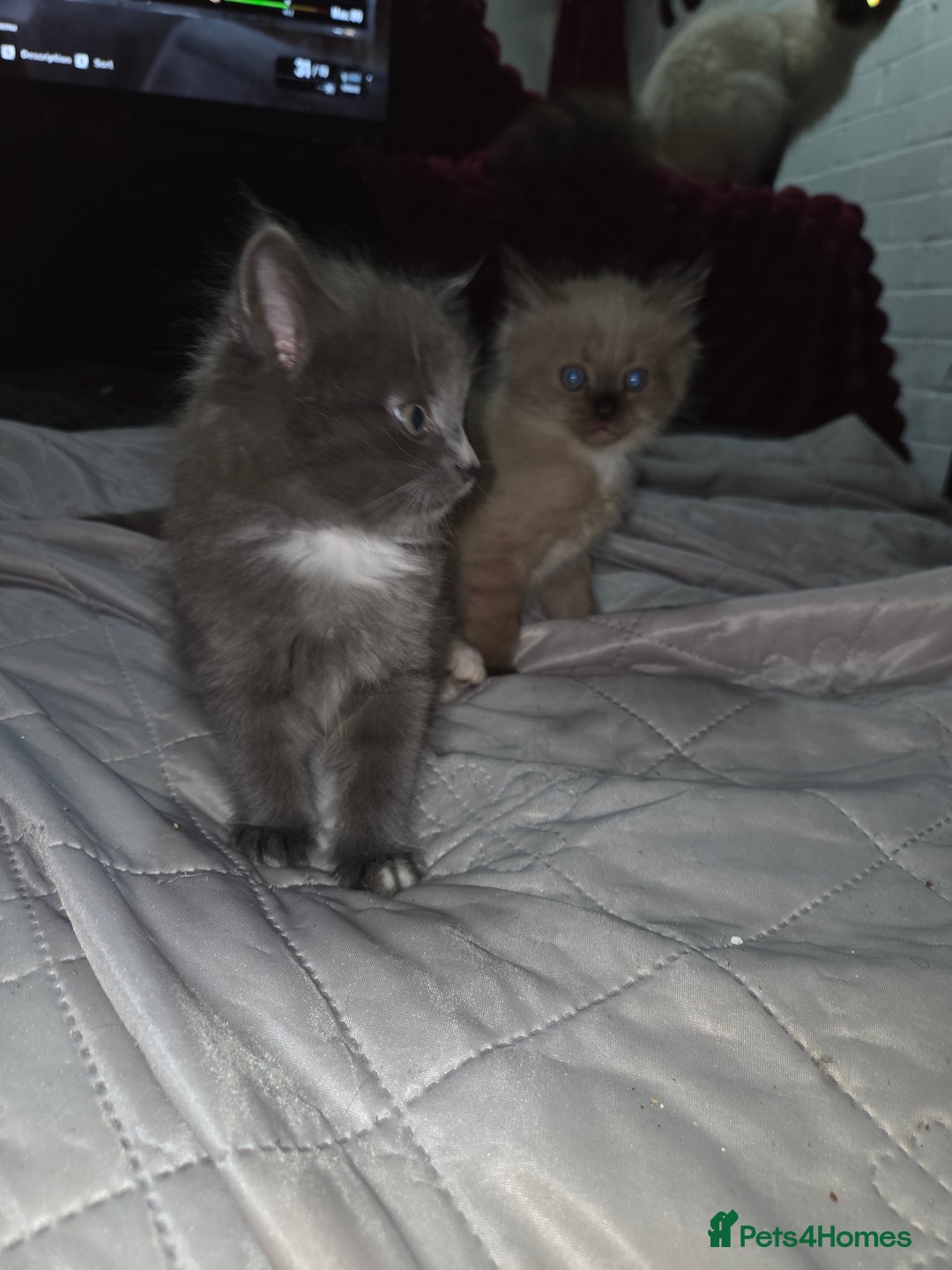 Ragdoll cats for sale: Beautiful ragdoll kittens for sale  - Advert 5