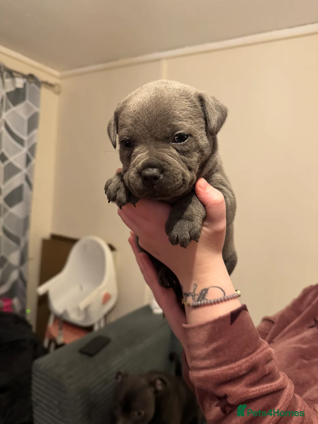 Staffordshire Bull Terrier dogs for sale: Blue Staffordshire bull terrier pups - Advert 9