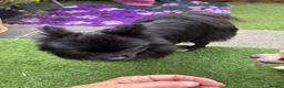 Pomchi dogs for sale: Primrose precious pomchi  - Advert 7