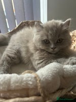 British Shorthair cats British short hair mix Scottish - Advert 2