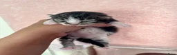 Siberian cats for sale: Three gorgeous kittens!  - Advert 4