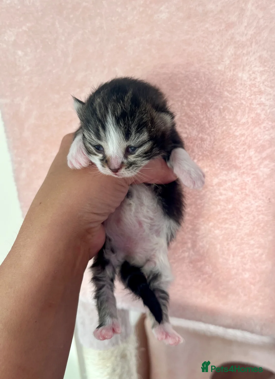 Siberian cats for sale: Three gorgeous kittens!  - Advert 4