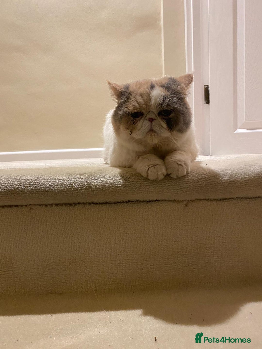 Exotic cats for sale: https://www.pets4homes.co.uk/ - Advert 5