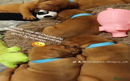 Dogue De Bordeaux dogs for stud: Multiple international champion bloodlines kc DDB - Image 6