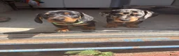 Miniature Dachshund dogs for sale: Miniature dashund for sale.  - Advert 4