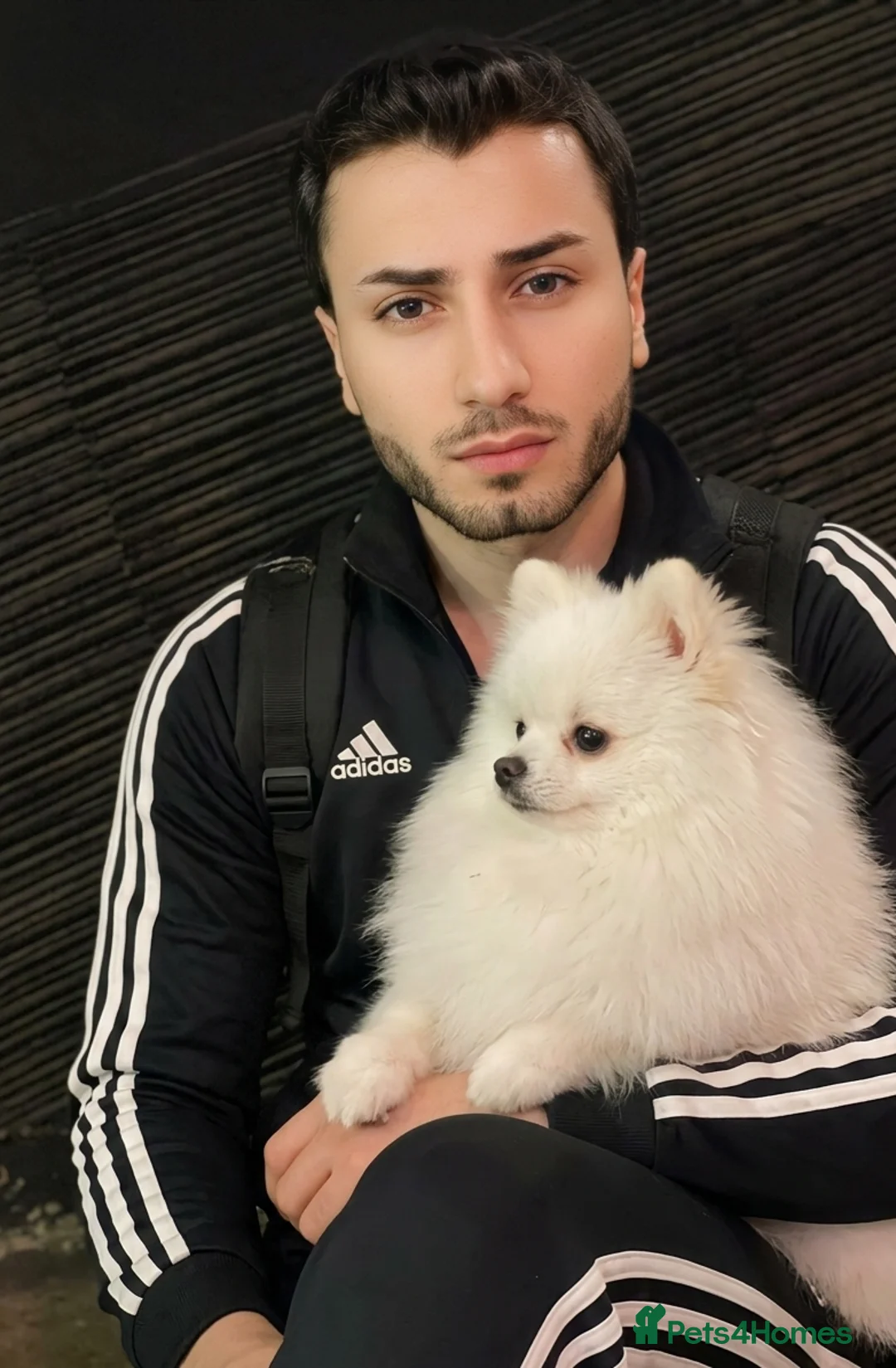 Pomeranian dogs for sale: 2,5 kg Teddy boy - Advert 2