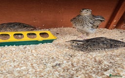 Mixed Breed birds for sale: Coturnix quail free to good home  in Middlesbrough - Image 10