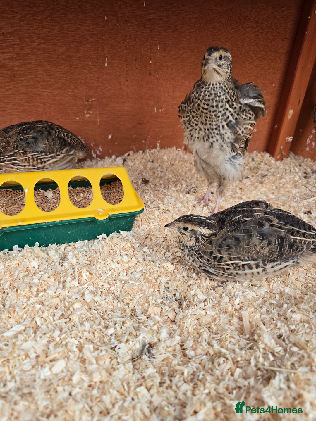 Mixed Breed birds for sale: Coturnix quail free to good home  in Middlesbrough - Image 10