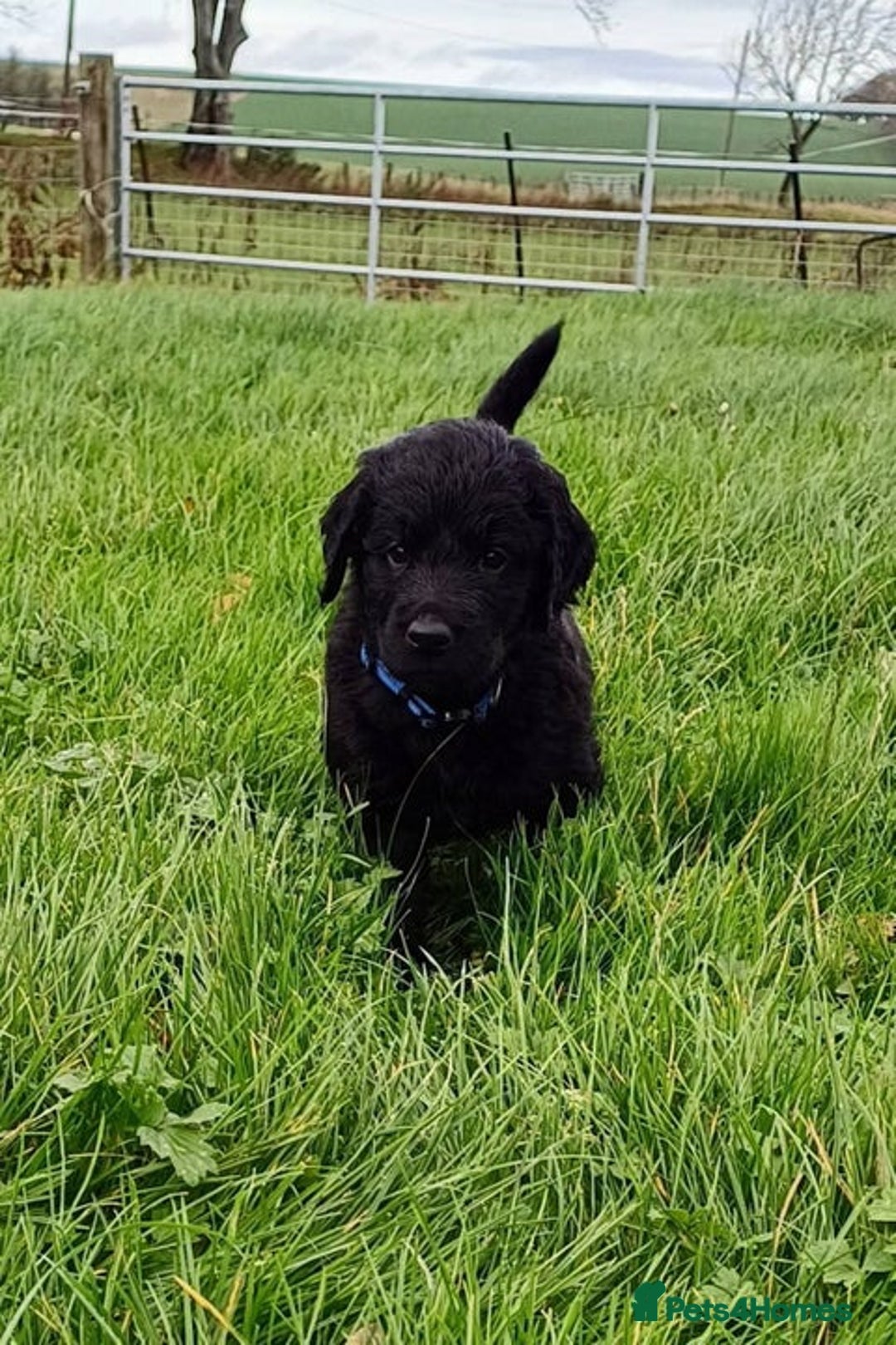 Goldendoodle dogs for sale: Goldendoodles. Family pets - Advert 36