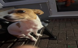 Mixed Breed dogs for sale: Jack Russel x chihuahua - Image 6