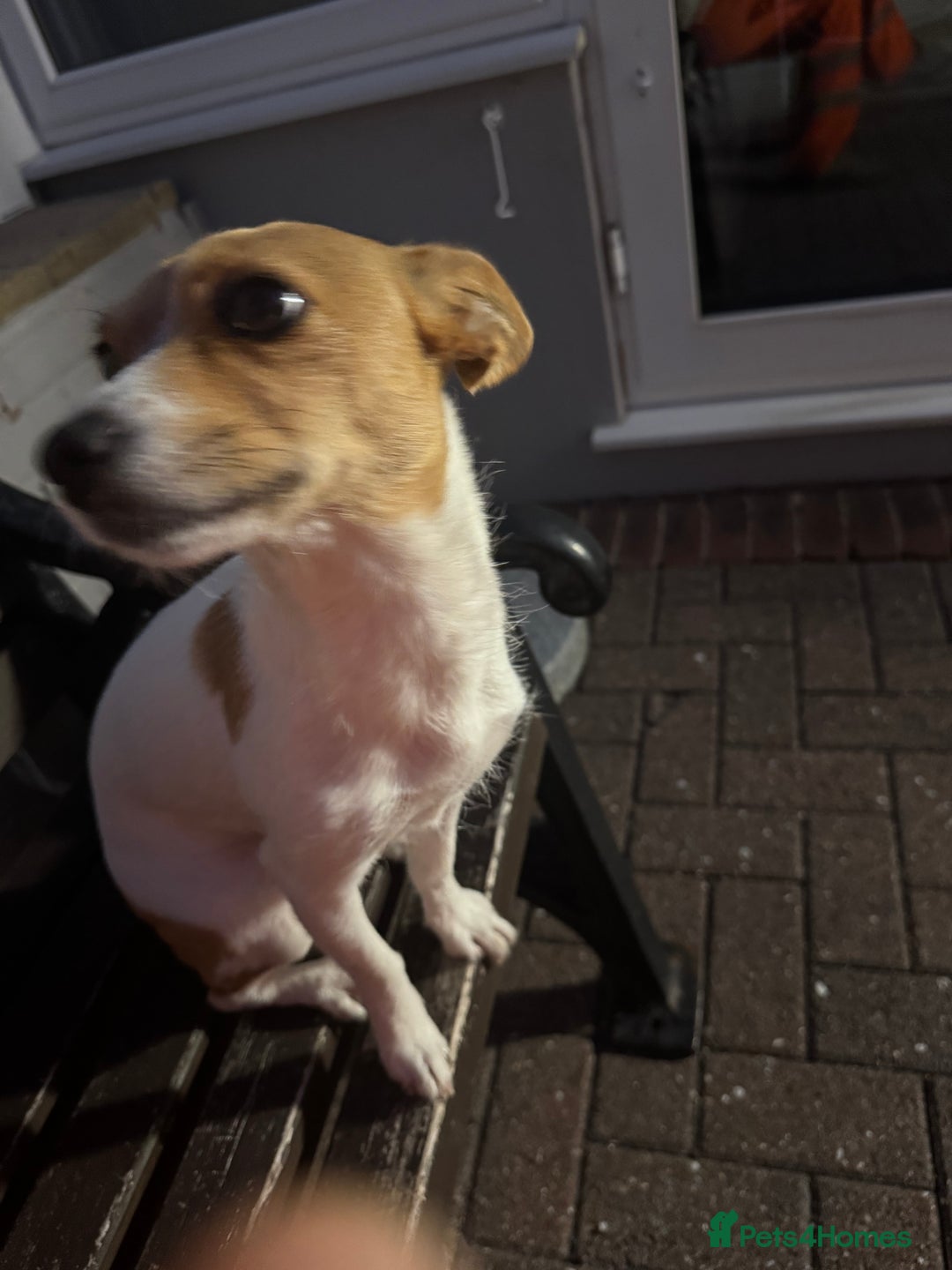 Mixed Breed dogs for sale: Jack Russel x chihuahua - Image 6