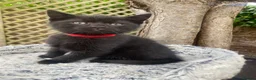 Mixed Breed cats for sale: British short hair cross kittens - Advert 25