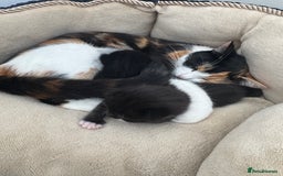 Bombay cats for sale: Cute Kittens for sale  - Image 12