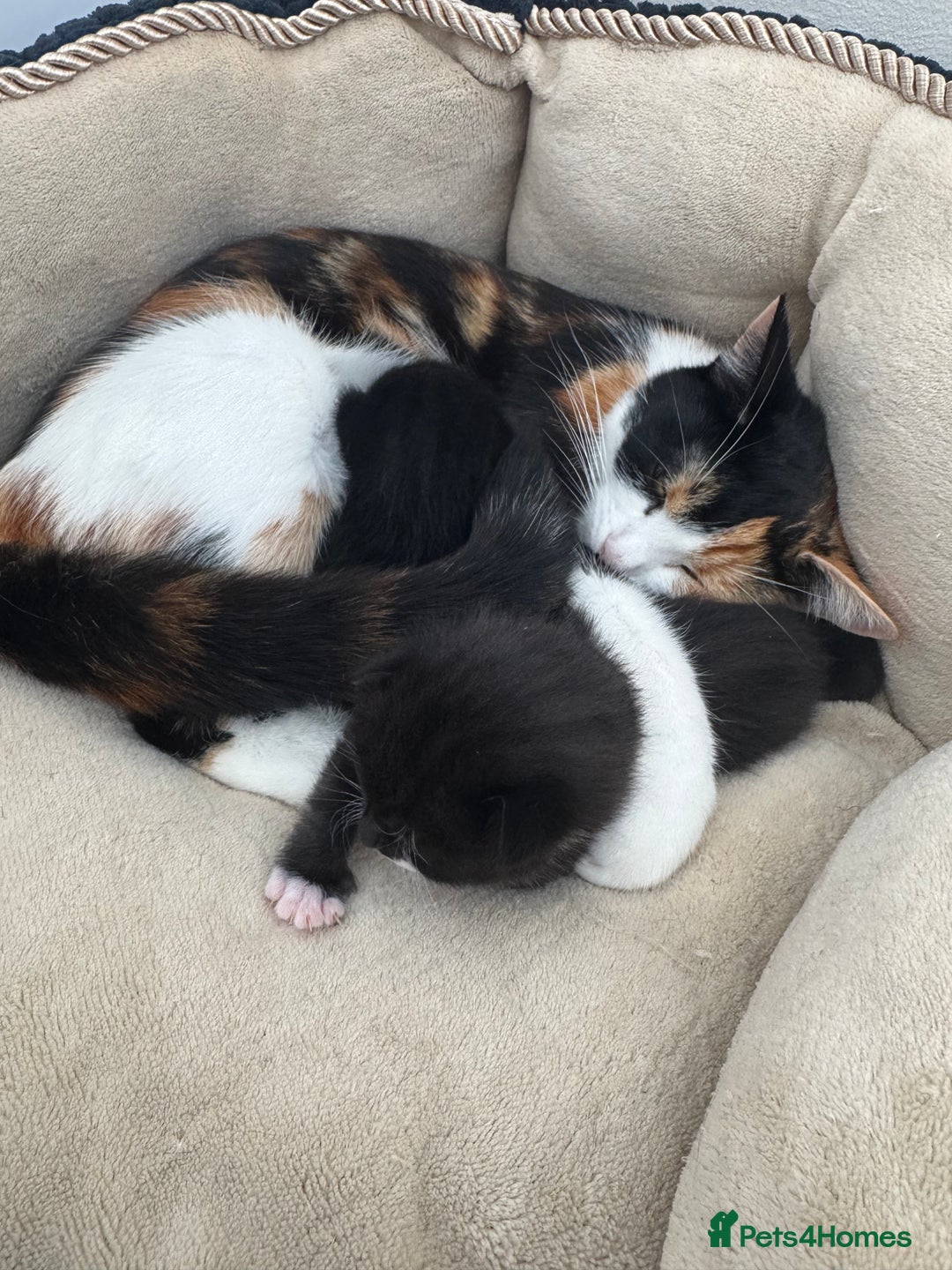 Bombay cats for sale: Cute Kittens for sale  - Image 12