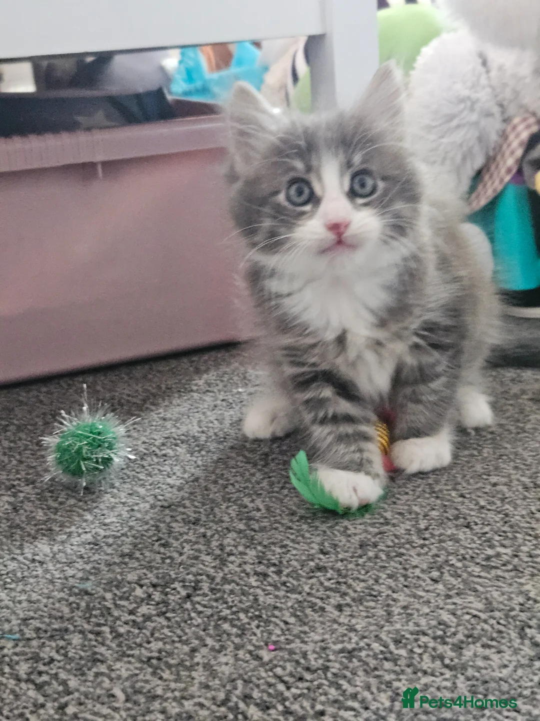 Mixed Breed cats for sale: Kittens 1 male 1 female  in Blyth - Advert 2