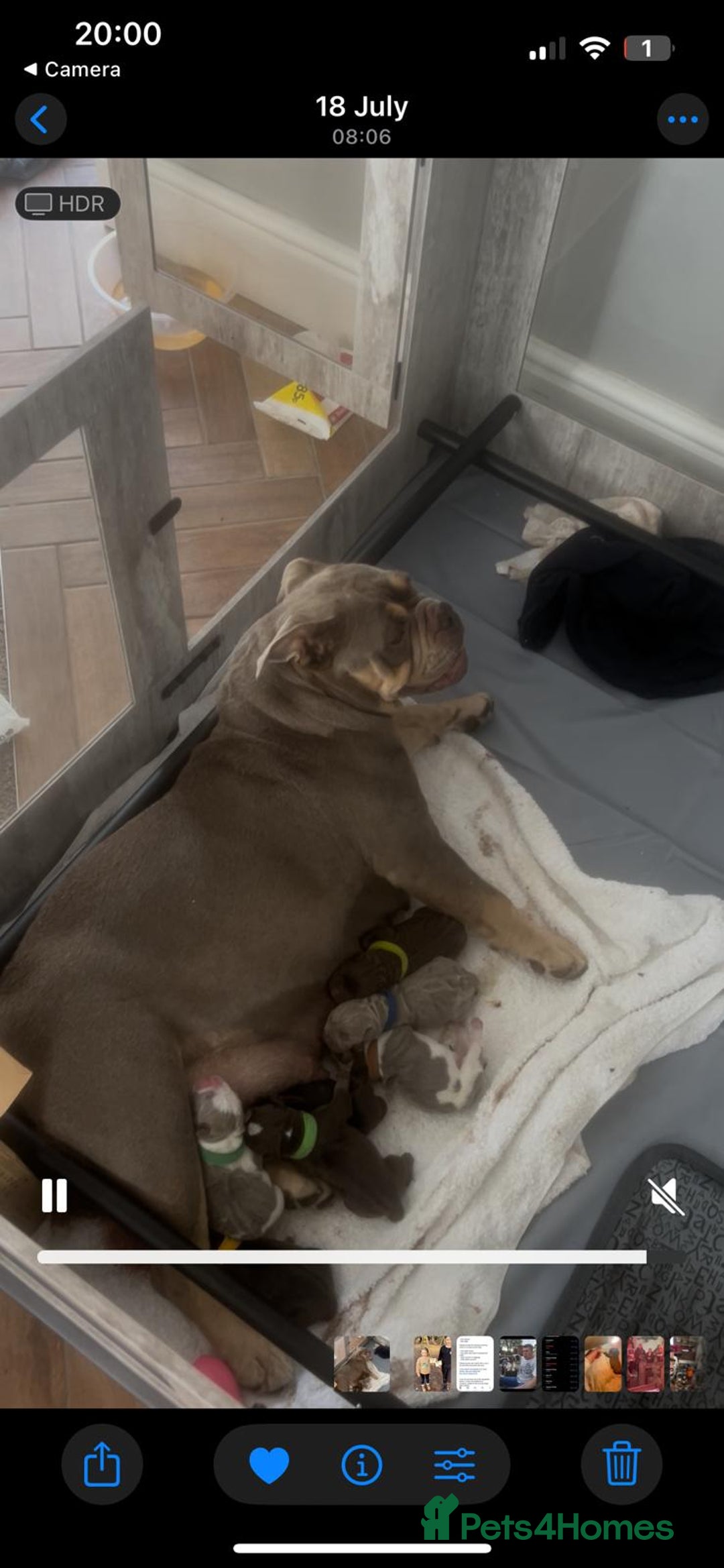 Olde English Bulldogge dogs for sale: Olde English Bulldog Puppies - Image 32