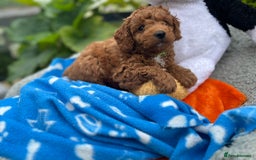 Cockapoo dogs for sale: F1b Cockapoo Puppies Ready Soon for Loving Homes - Image 20