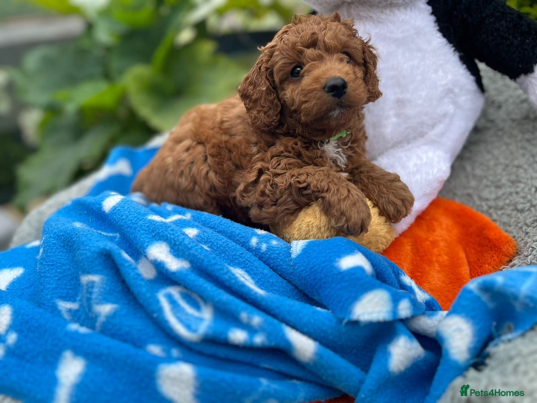 Cockapoo dogs for sale: F1b Cockapoo Puppies Ready Soon for Loving Homes - Image 20