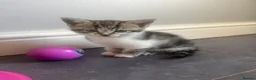 Mixed Breed cats for sale: Tabby Kittens  - Advert 6