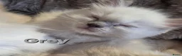 Ragdoll cats for sale: 🏆GCCF REG. EXTENSIVELY TESTED RAGDOLL KITTENS🌟 - Advert 3