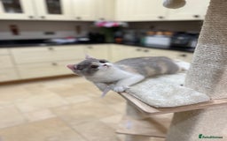 British Shorthair cats for sale: Lilac,Blue,BiColours & Colourpoint Registered  - Image 3