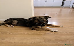 Mixed Breed dogs for adoption: Meet Little BEAR, a Lovely but naughty Boy... - Image 2