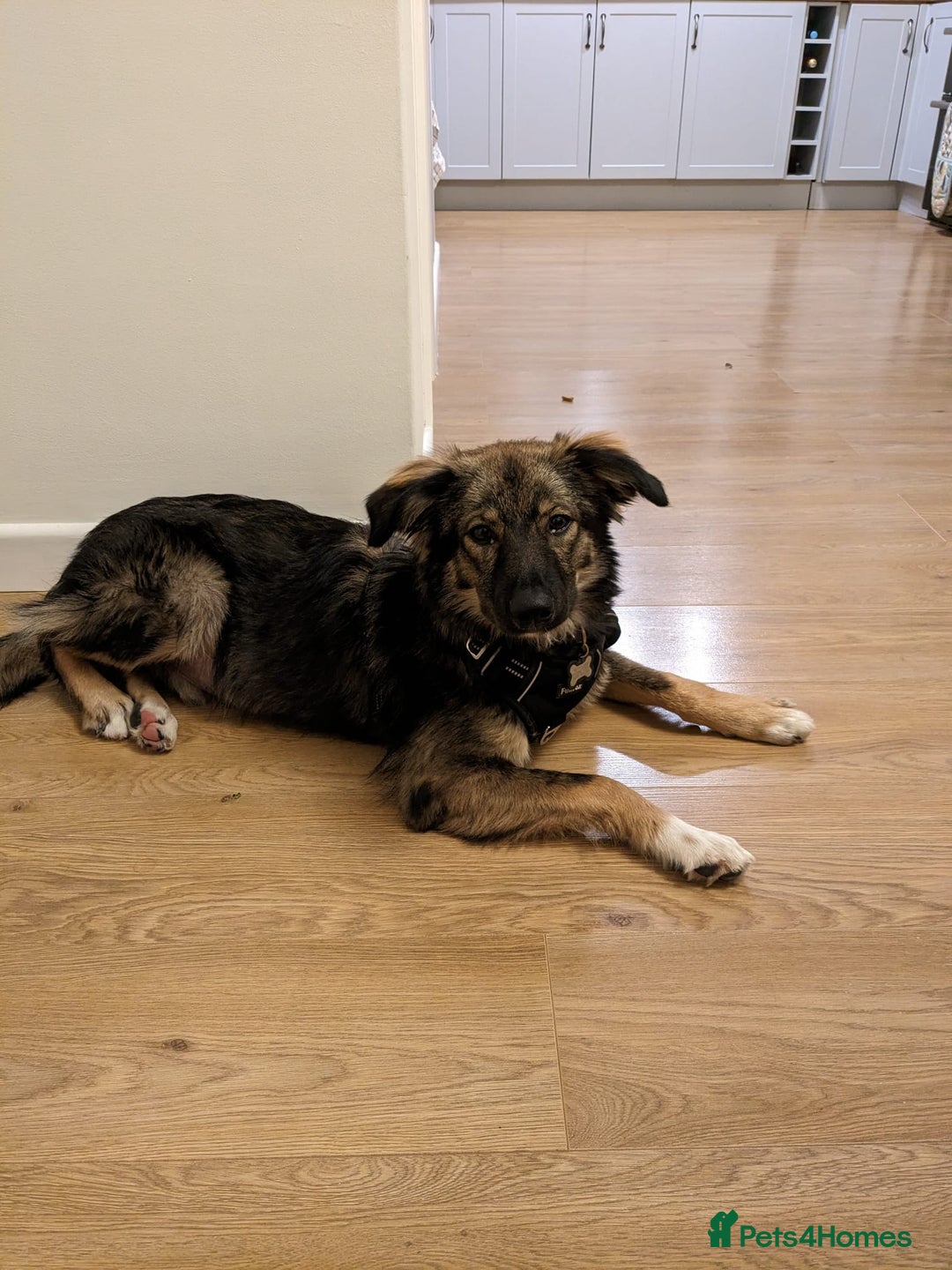 Mixed Breed dogs for adoption: Meet Little BEAR, a Lovely but naughty Boy... - Image 2